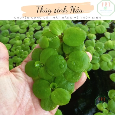 Cây Thủy Sinh Bèo Nhật Lọc Nước Hồ - Giá 16.726₫, Giảm Giá, Trang Trí Hồ Cá