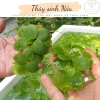 Cây Thủy Sinh Bèo Nhật Lọc Nước Hồ - Giá 16.726₫, Giảm Giá, Trang Trí Hồ Cá 3