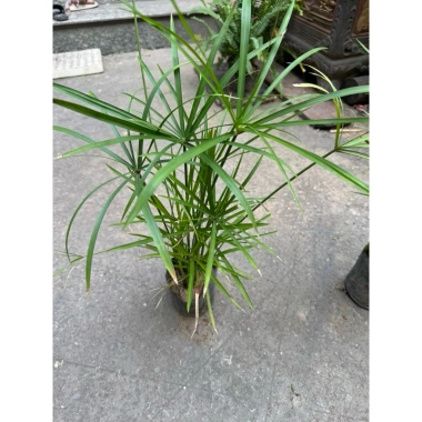 Cây Thủy Trúc 25cm - Trang trí sân vườn, bể thủy sinh, giá ưu đãi 19.000 VND