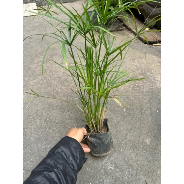 Cây Thủy Trúc 25cm - Trang trí sân vườn, bể thủy sinh, giá ưu đãi 19.000 VND