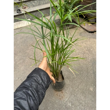 Cây Thủy Trúc 25cm - Trang trí sân vườn, bể thủy sinh, giá ưu đãi 19.000 VND