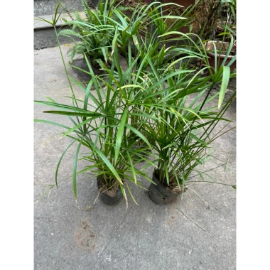 Cây Thủy Trúc 25cm - Trang trí sân vườn, bể thủy sinh, giá ưu đãi 19.000 VND