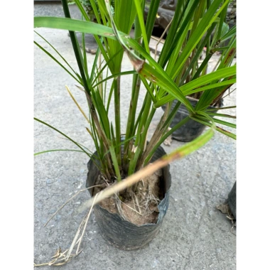 Cây Thủy Trúc 25cm - Trang trí sân vườn, bể thủy sinh, giá ưu đãi 19.000 VND