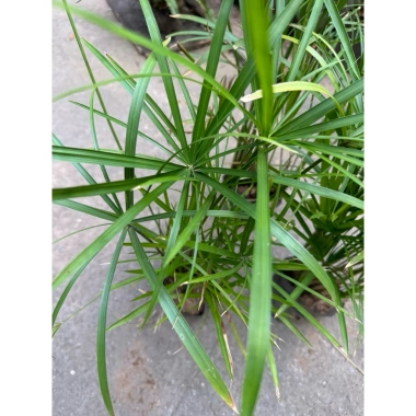 Cây Thủy Trúc 25cm - Trang trí sân vườn, bể thủy sinh, giá ưu đãi 19.000 VND