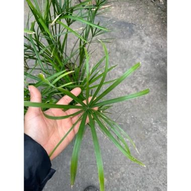 Cây Thủy Trúc 25cm - Trang trí sân vườn, bể thủy sinh, giá ưu đãi 19.000 VND 7 Cây Thủy Trúc 25cm - Trang trí sân vườn, bể thủy sinh, giá ưu đãi 19.000 VND 7