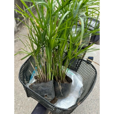 Cây Thủy Trúc 25cm - Trang trí sân vườn, bể thủy sinh, giá ưu đãi 19.000 VND 8 Cây Thủy Trúc 25cm - Trang trí sân vườn, bể thủy sinh, giá ưu đãi 19.000 VND 8