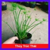 Cây Thủy Trúc Thái - Cây cảnh thủy sinh giá 39k, xanh mượt, dễ trồng