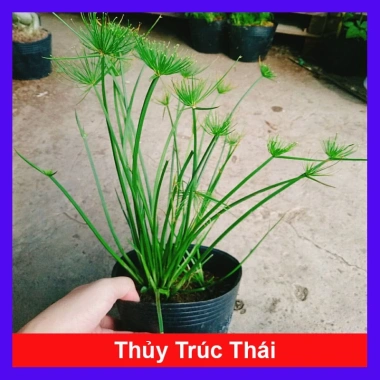 Cây Thủy Trúc Thái - Cây cảnh thủy sinh giá 39k, xanh mượt, dễ trồng