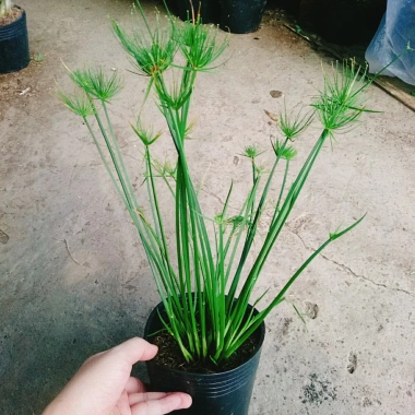 Cây Thủy Trúc Thái - Cây cảnh thủy sinh giá 39k, xanh mượt, dễ trồng
