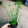 Cây Thủy Trúc Thái - Cây cảnh thủy sinh giá 39k, xanh mượt, dễ trồng 3