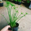 Cây Thủy Trúc Thái - Cây cảnh thủy sinh giá 39k, xanh mượt, dễ trồng 6