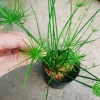 Cây Thủy Trúc Thái - Cây cảnh thủy sinh giá 39k, xanh mượt, dễ trồng 7