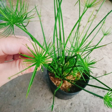 Cây Thủy Trúc Thái - Cây cảnh thủy sinh giá 39k, xanh mượt, dễ trồng
