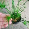Cây Thủy Trúc Thái - Cây cảnh thủy sinh giá 39k, xanh mượt, dễ trồng 8
