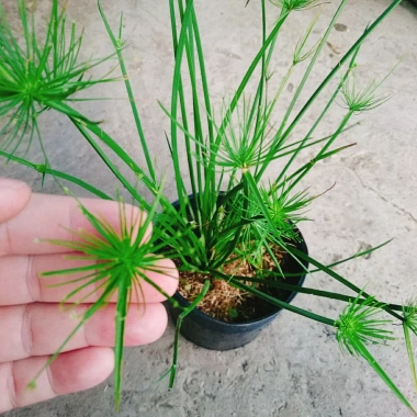 Cây Thủy Trúc Thái - Cây cảnh thủy sinh giá 39k, xanh mượt, dễ trồng