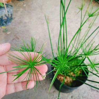 Cây Thủy Trúc Thái - Cây cảnh thủy sinh giá 39k, xanh mượt, dễ trồng
