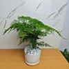 Cây Thuỷ Tùng Bàn Phong Thủy + Chậu Sứ và May Mắn Tài Lộc, Giá 90k