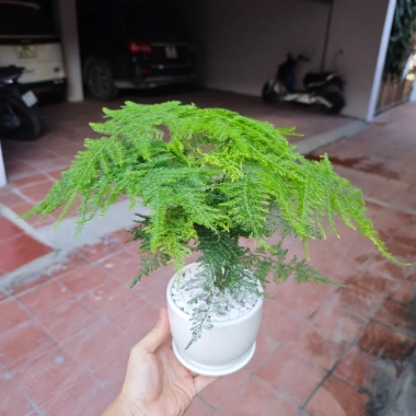 Cây Thuỷ Tùng Bàn Phong Thủy + Chậu Sứ và May Mắn Tài Lộc, Giá 90k