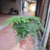 Cây Thuỷ Tùng Bàn Phong Thủy + Chậu Sứ và May Mắn Tài Lộc, Giá 90k 3