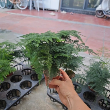 Cây Thuỷ Tùng Bàn Phong Thủy + Chậu Sứ và May Mắn Tài Lộc, Giá 90k