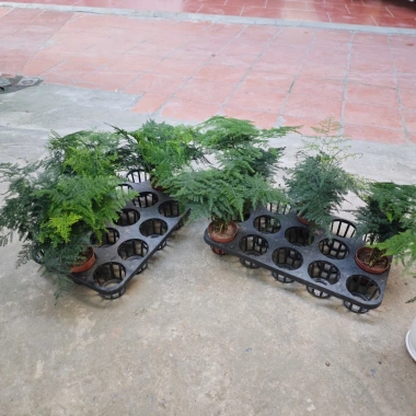 Cây Thuỷ Tùng Bàn Phong Thủy + Chậu Sứ và May Mắn Tài Lộc, Giá 90k