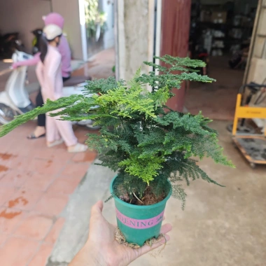 Cây Thuỷ Tùng Bàn Phong Thủy + Chậu Sứ và May Mắn Tài Lộc, Giá 90k