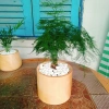 Cây thủy tùng - Cây cảnh để bàn giá 45.000đ, dễ chăm sóc, phù hợp mọi không gian 2