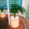 Cây thủy tùng - Cây cảnh để bàn giá 45.000đ, dễ chăm sóc, phù hợp mọi không gian 3
