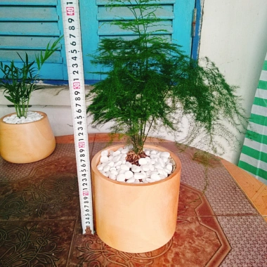 Cây thủy tùng - Cây cảnh để bàn giá 45.000đ, dễ chăm sóc, phù hợp mọi không gian 3 Cây thủy tùng - Cây cảnh để bàn giá 45.000đ, dễ chăm sóc, phù hợp mọi không gian 3