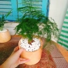 Cây thủy tùng - Cây cảnh để bàn giá 45.000đ, dễ chăm sóc, phù hợp mọi không gian 4