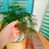 Cây thủy tùng - Cây cảnh để bàn giá 45.000đ, dễ chăm sóc, phù hợp mọi không gian 5