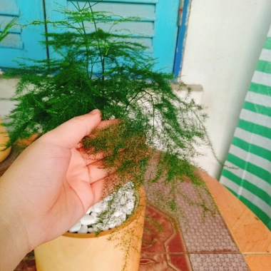 Cây thủy tùng - Cây cảnh để bàn giá 45.000đ, dễ chăm sóc, phù hợp mọi không gian