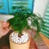 Cây thủy tùng - Cây cảnh để bàn giá 45.000đ, dễ chăm sóc, phù hợp mọi không gian 6