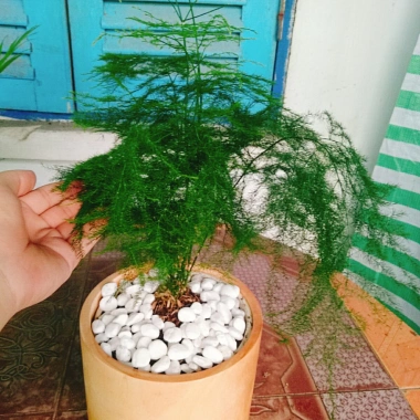 Cây thủy tùng - Cây cảnh để bàn giá 45.000đ, dễ chăm sóc, phù hợp mọi không gian