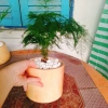Cây thủy tùng - Cây cảnh để bàn giá 45.000đ, dễ chăm sóc, phù hợp mọi không gian 7