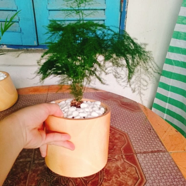 Cây thủy tùng - Cây cảnh để bàn giá 45.000đ, dễ chăm sóc, phù hợp mọi không gian