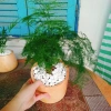 Cây thủy tùng - Cây cảnh để bàn giá 45.000đ, dễ chăm sóc, phù hợp mọi không gian 8