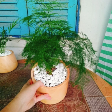Cây thủy tùng - Cây cảnh để bàn giá 45.000đ, dễ chăm sóc, phù hợp mọi không gian 8 Cây thủy tùng - Cây cảnh để bàn giá 45.000đ, dễ chăm sóc, phù hợp mọi không gian 8