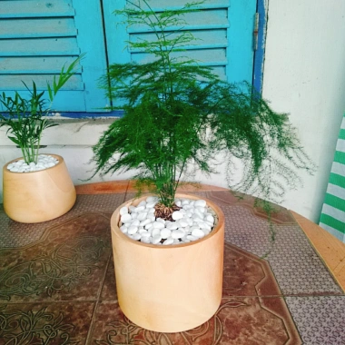 Cây thủy tùng - Cây cảnh để bàn giá 45.000đ, dễ chăm sóc, phù hợp mọi không gian