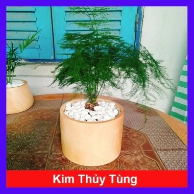 Cây thủy tùng - Cây cảnh để bàn giá 45.000đ, dễ chăm sóc, phù hợp mọi không gian 10 Cây thủy tùng - Cây cảnh để bàn giá 45.000đ, dễ chăm sóc, phù hợp mọi không gian 10