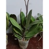 Cây tơ hoa lan hồ điệp giống cốc 3.0 - 2 ngồng, hoa rực rỡ, giá ưu đãi 90.000 VND