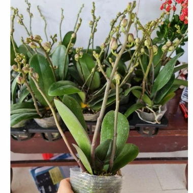 Cây tơ hoa lan hồ điệp giống cốc 3.0 - 2 ngồng, hoa rực rỡ, giá ưu đãi 90.000 VND 3
