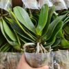 Cây tơ hoa lan hồ điệp giống cốc 3.0 - 2 ngồng, hoa rực rỡ, giá ưu đãi 90.000 VND 4