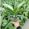 Cây tơ hoa lan hồ điệp giống cốc 3.0 - 2 ngồng, hoa rực rỡ, giá ưu đãi 90.000 VND 5