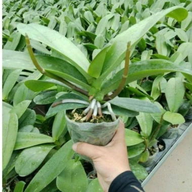 Cây tơ hoa lan hồ điệp giống cốc 3.0 - 2 ngồng, hoa rực rỡ, giá ưu đãi 90.000 VND 5