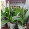 Cây tơ hoa lan hồ điệp giống cốc 3.0 - 2 ngồng, hoa rực rỡ, giá ưu đãi 90.000 VND 6