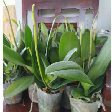 Cây tơ hoa lan hồ điệp giống cốc 3.0 - 2 ngồng, hoa rực rỡ, giá ưu đãi 90.000 VND 6