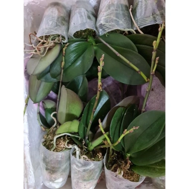 Cây tơ hoa lan hồ điệp giống cốc 3.0 - 2 ngồng, hoa rực rỡ, giá ưu đãi 90.000 VND 8
