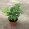 Cây tóc thần vệ nữ 15-20cm, lá vòng tròn bắt mắt, trang trí bể cá koi, non bộ 15.000₫