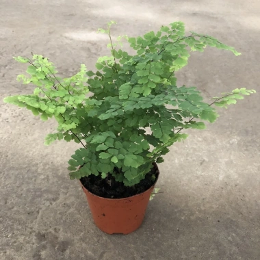 Cây tóc thần vệ nữ 15-20cm, lá vòng tròn bắt mắt, trang trí bể cá koi, non bộ 15.000₫